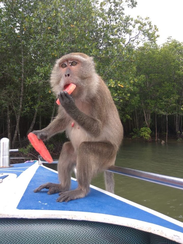 The water-melon must be refreshing