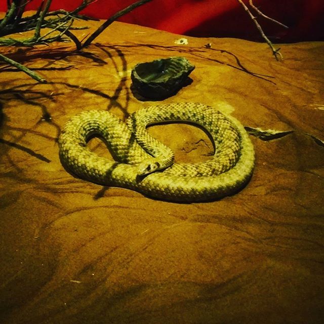Deadly snake at Dubai Aquarium
