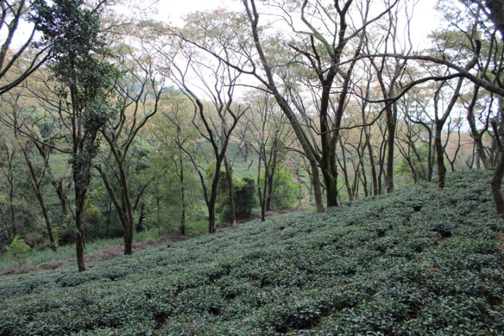 Tea Estate