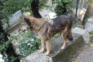 Mountain Dog