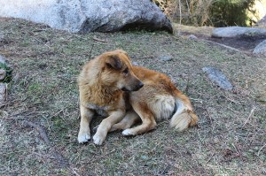 Bhalu - The mountain dog – darshangajara dot com